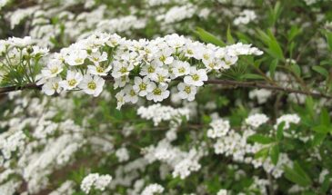 Посадил и забыл: 10 растений, которые украсят сад даже без полива и ухода