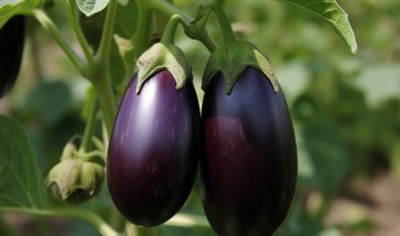 Баклажаны без этой системы — одни слёзы: четыре подкормки, которые превращают кусты в урожайных богатырей