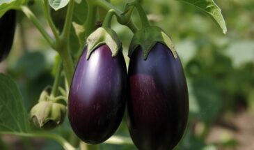 Зачем хитрые огородники кладут спичку в лунку при посадке баклажанов — неожиданный ответ