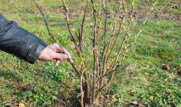 Пасхальная суббота 18 апреля: почему в этот день нельзя трогать смородину, а до и после — срочно обработать!