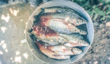 Топ-5 морской рыбы по пользе: какая даст суточную норму омега-3 всего в 40 граммах