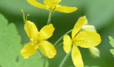 О чем молчит чистотел: одна деталь, которая спасёт урожай от гибели