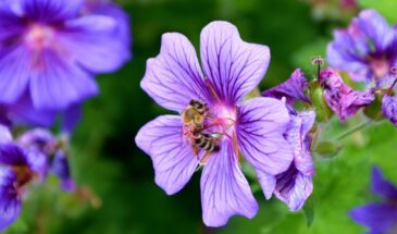 Всегда лью это на Пасху: одна хитрость с марганцовкой и герань цветёт без остановки до морозов