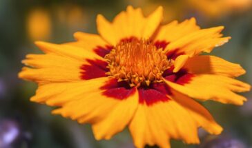 Кореопсис: многолетник, который цветёт до заморозков и не требует ухода