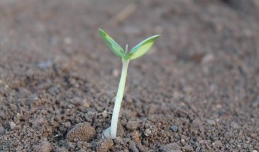 Что делать, если рассада пострадала от холода: один признак, который спасёт урожай