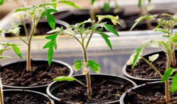 Пикировка томатов: 10 ошибок, которые губят рассаду — не делайте так
