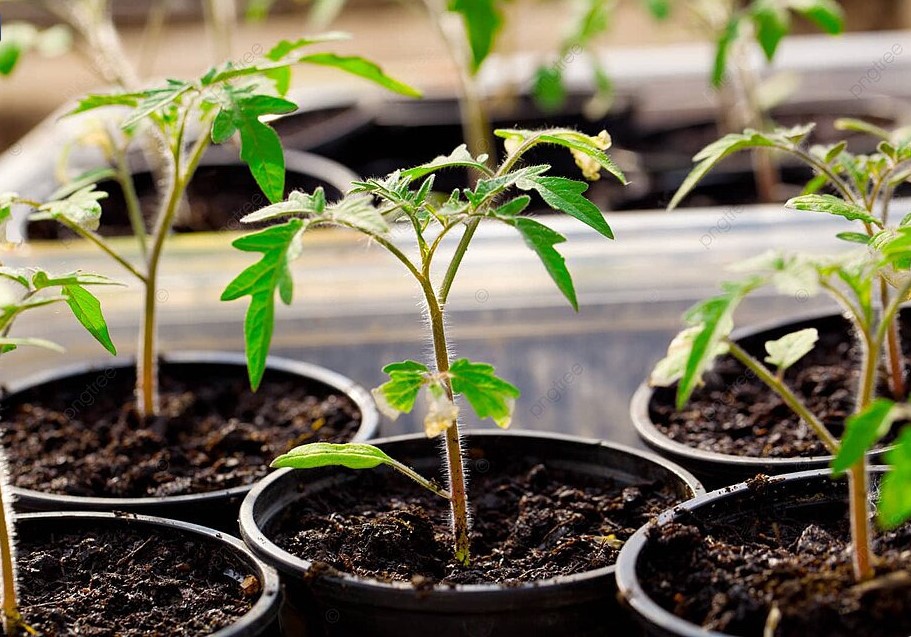 Пикировка томатов: 10 ошибок, которые губят рассаду — не делайте так
