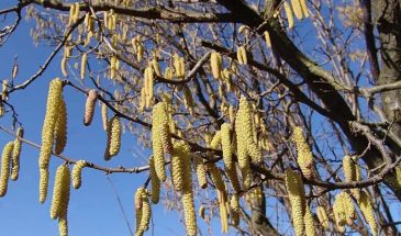 Аллергия на цветение в апреле 2026: какие деревья опасны и как спастись