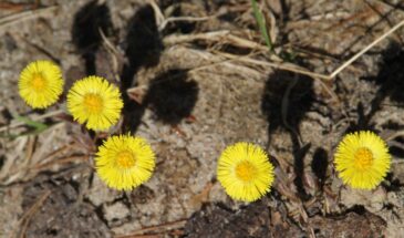 Одна примета 10 апреля с венком, о которой молчат — что нельзя делать на Иллариона «Выверни оглобли»