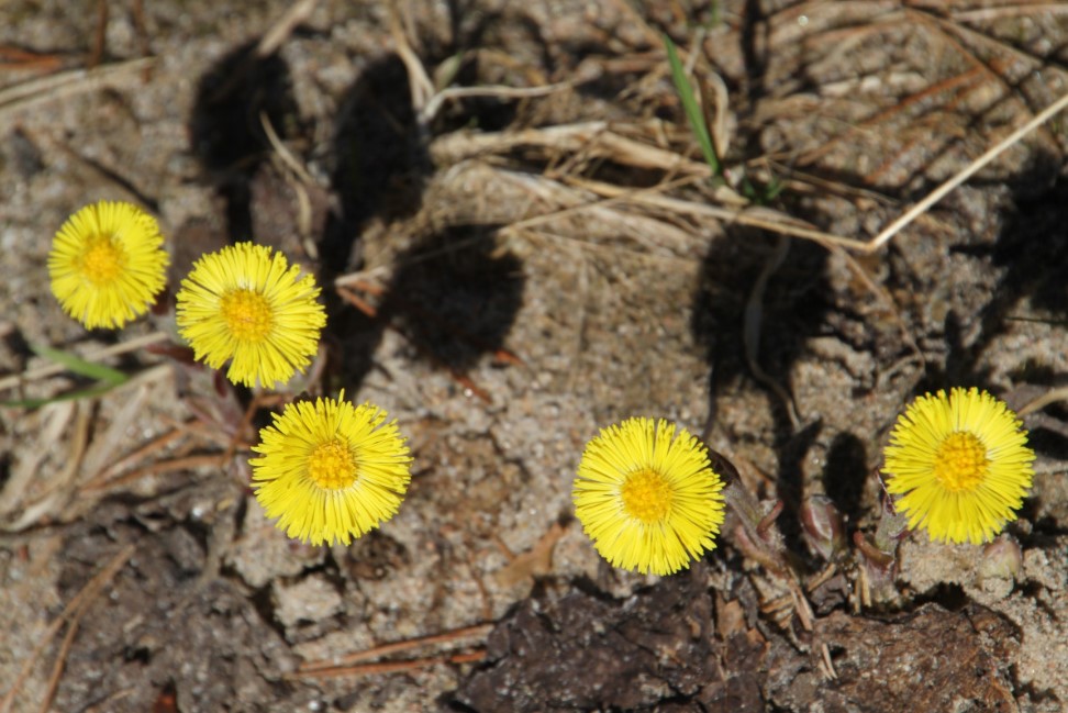 Одна примета 10 апреля с венком, о которой молчат — что нельзя делать на Иллариона «Выверни оглобли»