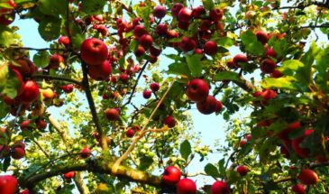 Что будет, если не обрезать яблоню: ответ, после которого вы возьмётесь за секатор