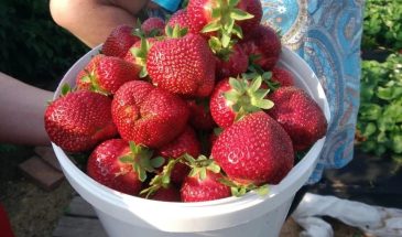 Как спасти клубнику от мелких ягод: один приём, который увеличит урожай в разы