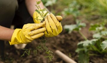 Можно ли сажать овощи на Пасху: одна дата до 20 апреля — даёт урожай на две недели раньше