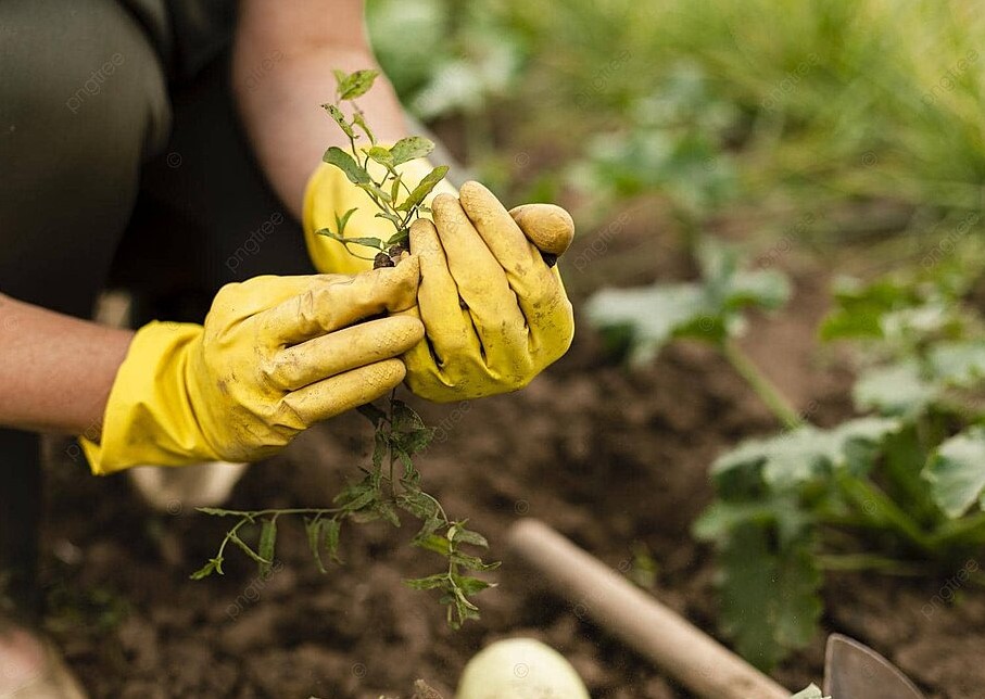 Можно ли сажать овощи на Пасху: одна дата до 20 апреля — даёт урожай на две недели раньше