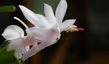 Мои декабристы цветут полгода: одна хитрость с монофосфатом и растение «взрывается» цветами — рецепт