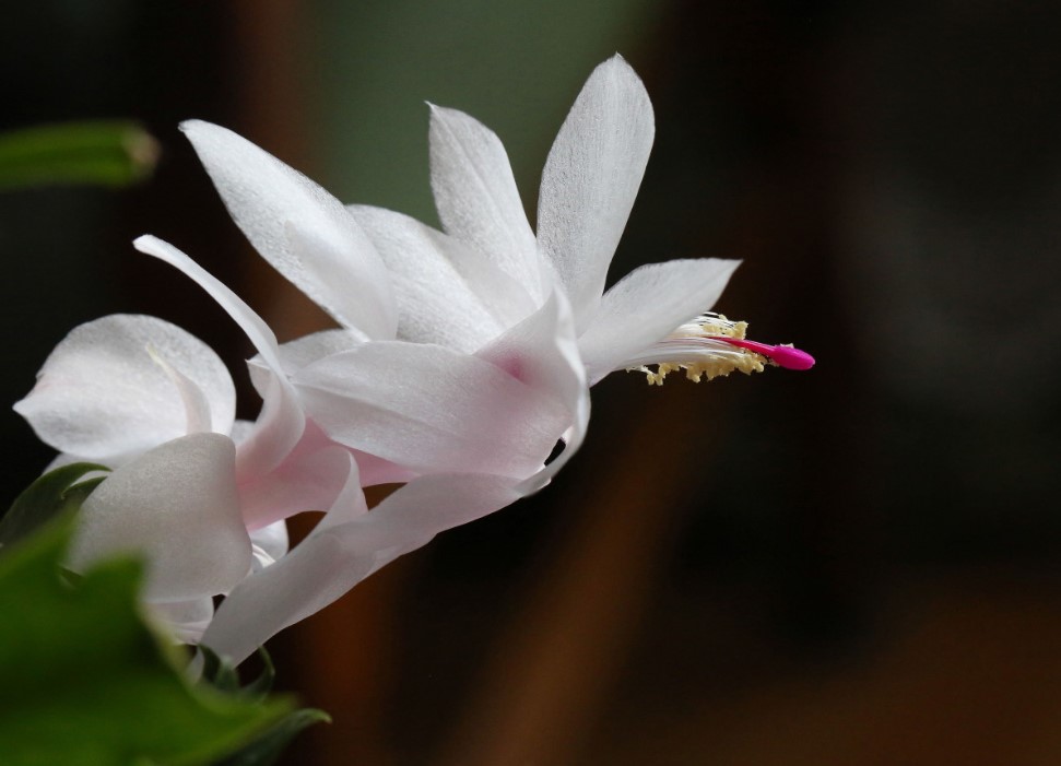 Мои декабристы цветут полгода: одна хитрость с монофосфатом и растение «взрывается» цветами — рецепт