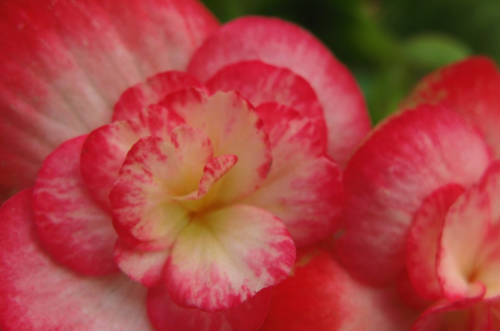 5 самых красивых клубневых бегоний, которые никого не оставят равнодушным — сорта и секреты посадки