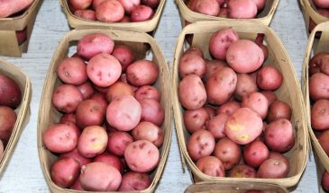Картофель уродится крупным и обильным: один приём с окучиванием, который утроит урожай