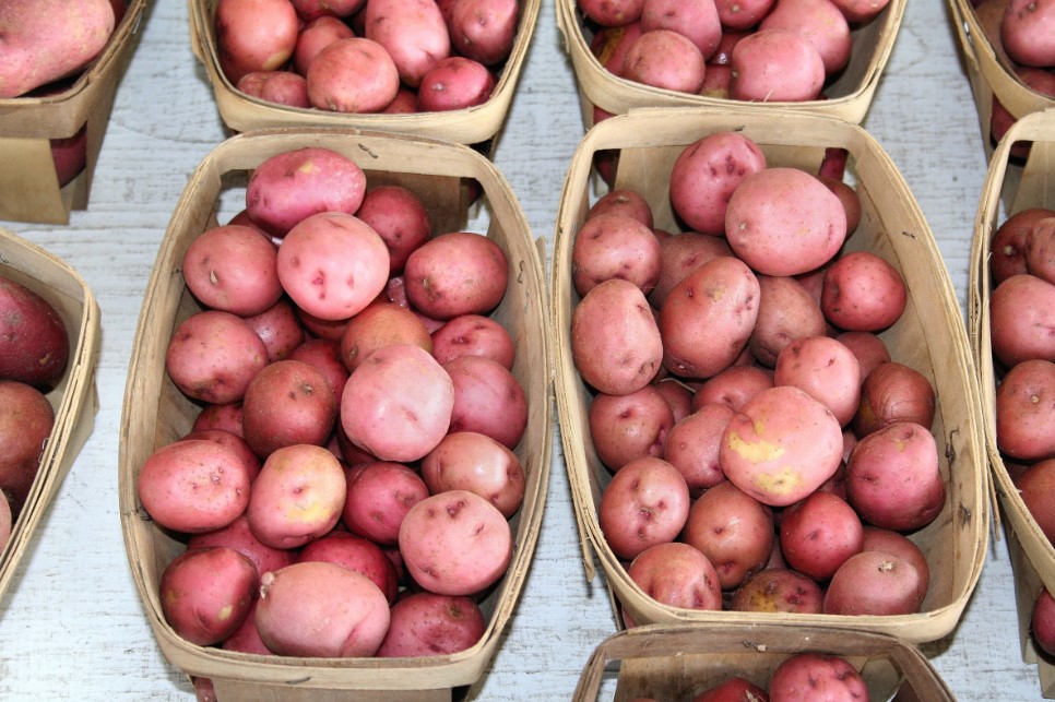 Картофель уродится крупным и обильным: один приём с окучиванием, который утроит урожай