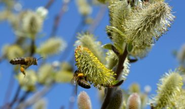 Ассенизаторы не нужны: какое растение осушит выгребную яму за 3 глотка — 250 л в день