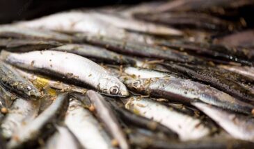 Можно ли ловить корюшку на Пасху: одна примета, о которой важно знать