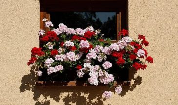 Как заставить цвести герань: 4 правила, которые превратят зелёный куст в пышный букет