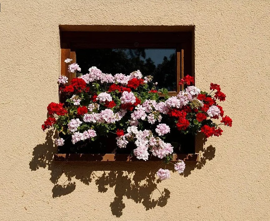 Как заставить цвести герань: 4 правила, которые превратят зелёный куст в пышный букет