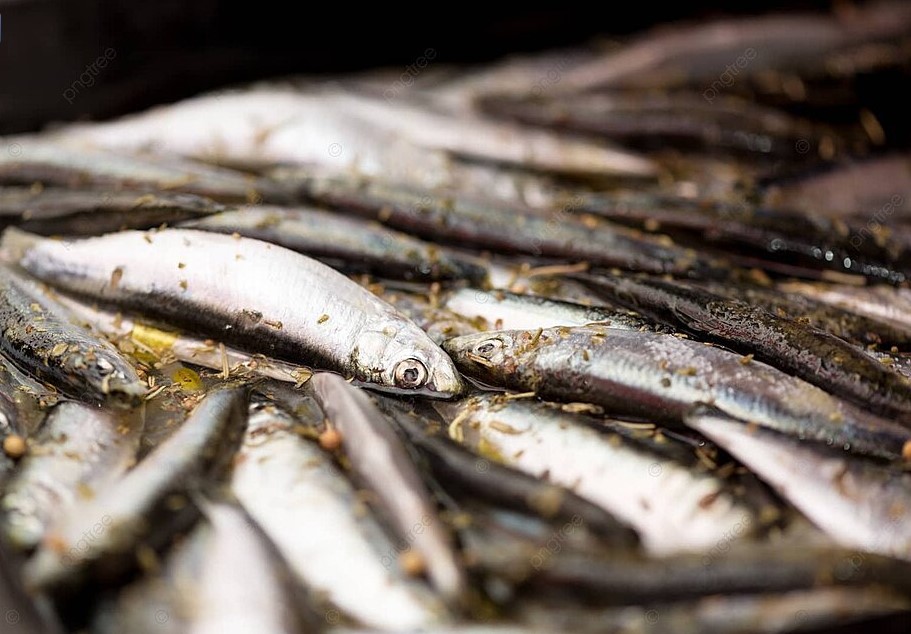 Можно ли ловить корюшку на Пасху: одна примета, о которой важно знать