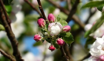 Можно ли белить яблони на Пасху: одна обработка до 20 апреля, которая убивает монилиоз за сутки