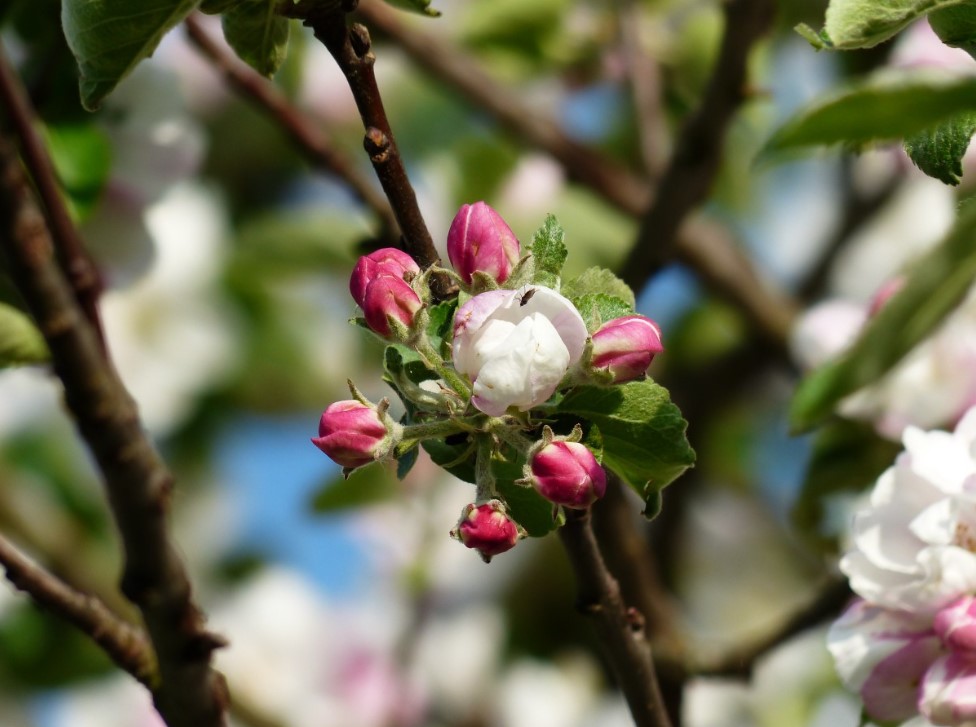 Можно ли белить яблони на Пасху: одна обработка до 20 апреля, которая убивает монилиоз за сутки