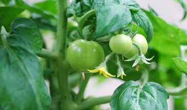 Подкормка томатов: одна ошибка с азотом, которая губит урожай
