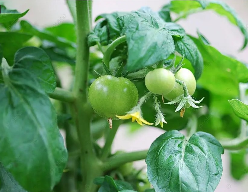 Подкормка томатов: одна ошибка с азотом, которая губит урожай