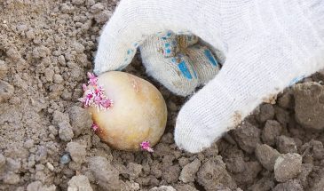 Когда сажать картошку в мае 2026: одна температура, которая решает всё