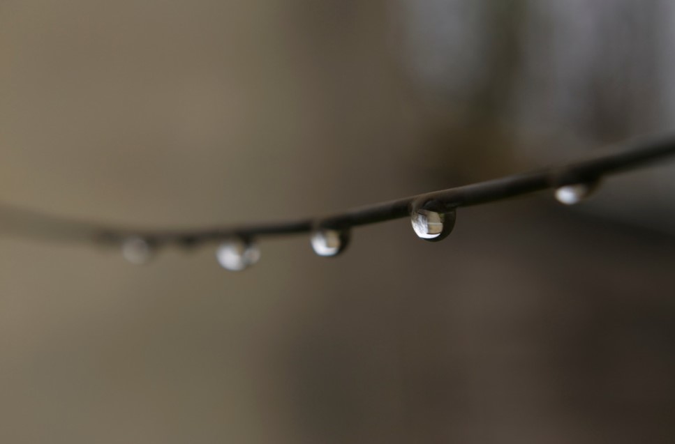 Хороводница 15 апреля: почему в этот день нельзя работать в огороде и что сулит примета про утреннюю росу