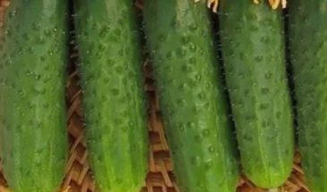 Скороспелый гибрид огурца «Марьина роща F1», любимый дачниками за высокую урожайность: один секрет — даёт 12 кг с куста