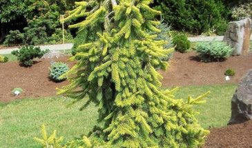 Ель Инверса: дерево с плакучей кроной, которое превращает участок в шедевр ландшафта