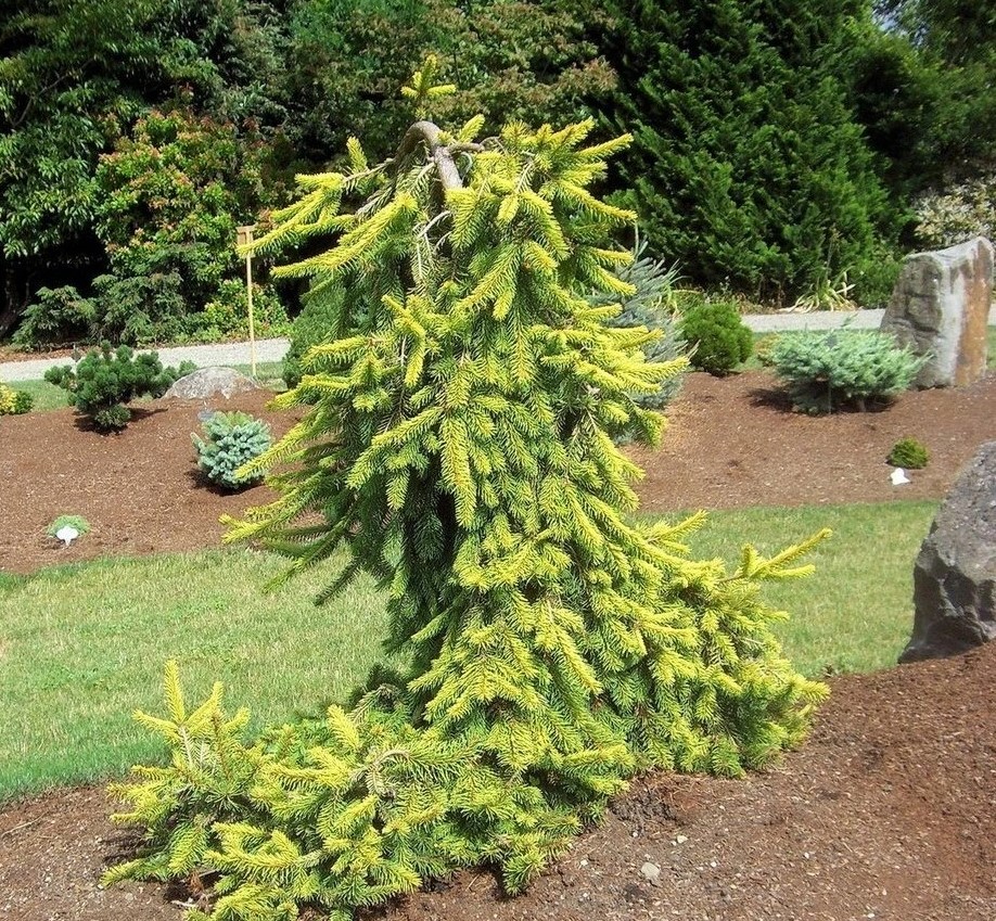 Ель Инверса: дерево с плакучей кроной, которое превращает участок в шедевр ландшафта