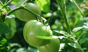 Что будет, если не пасынковать помидоры: один нюанс, который меняет всё