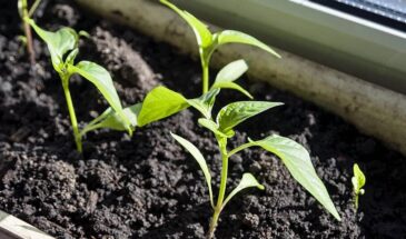 Капризный товарищ: одна хитрость, которая заставляет перец всходить быстрее — и без нервов