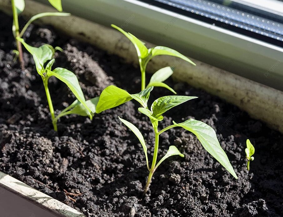 Капризный товарищ: одна хитрость, которая заставляет перец всходить быстрее — и без нервов