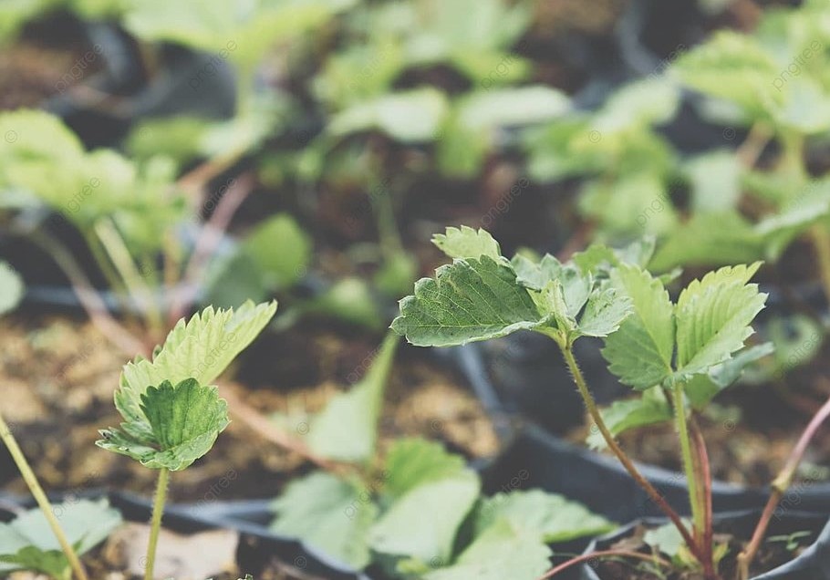 Почему сейчас нельзя обрабатывать клубнику от трипса: одна ошибка, которая стоит урожая
