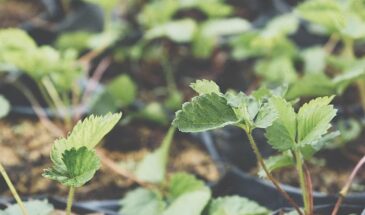 Почему в СССР скрывали «урожайную технологию» выращивания клубники: 5 шагов к сбору в 3 раза больше