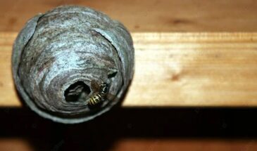 Осиное гнездо: одна ошибка — и рой атакует. Как убрать безопасно