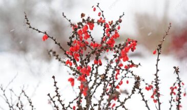 Барбарис на участке: как не ошибиться с выбором между красотой и урожаем