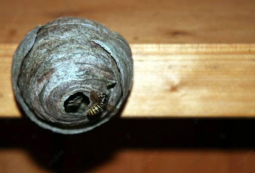 Осиное гнездо: одна ошибка — и рой атакует. Как убрать безопасно