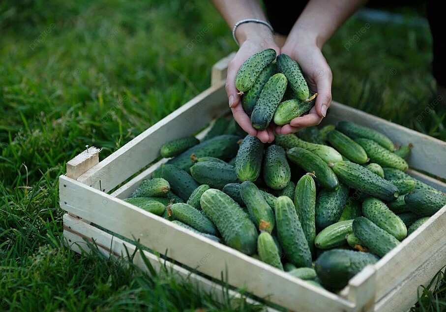 1 ст. л. на ведро воды — и огурцы валят «огнём»: одна хитрость, которая спасает урожай