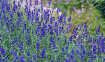 Одна хитрость с травами, которая превращает грядки в бордюры, — и отпугивает вредителей