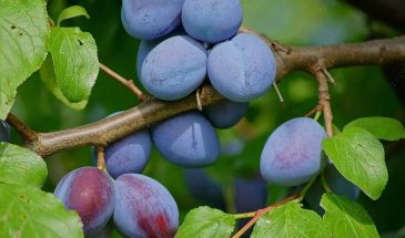 Плоды как сахарная вата: какой сорт сливы обожают дети — от урожая ломаются ветки