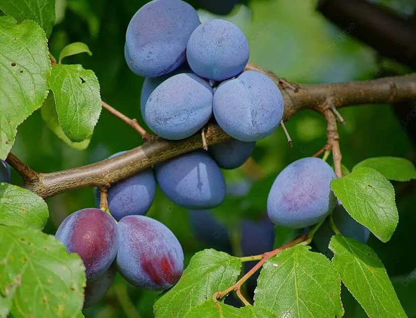 Плоды как сахарная вата: какой сорт сливы обожают дети — от урожая ломаются ветки