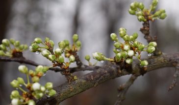 Самая ответственная пора в саду: одна обработка, которая спасёт урожай от монилиоза